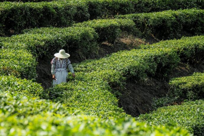 诞生 喜茶自研的四款经典茶叶入选ag旗舰厅app首批新茶饮新名茶(图4)